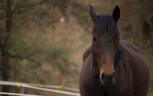  Uno de nuestros hermosos caballos 